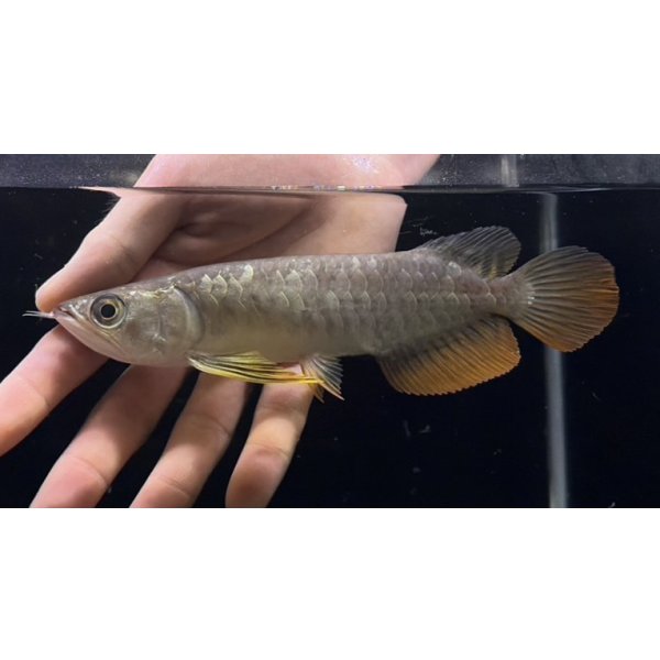 画像1: 紅尾金龍　FOREVER Arowana Aquaculture(6） (1)
