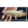画像1: 紅尾金龍　FOREVER Arowana Aquaculture(15） (1)