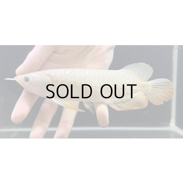 画像1: 紅尾金龍　FOREVER Arowana Aquaculture(15） (1)