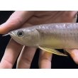 画像3: 紅尾金龍　FOREVER Arowana Aquaculture(3） (3)