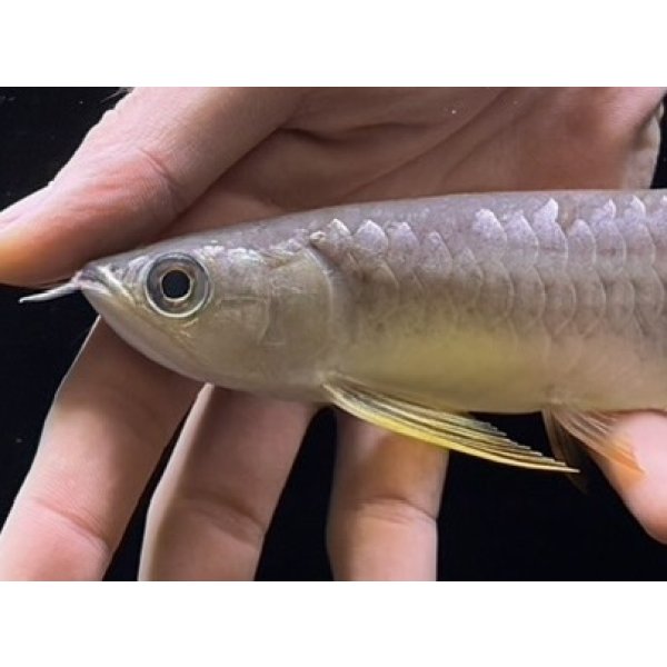 画像3: 紅尾金龍　FOREVER Arowana Aquaculture(3） (3)