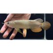 画像1: 紅尾金龍　FOREVER Arowana Aquaculture(12） (1)