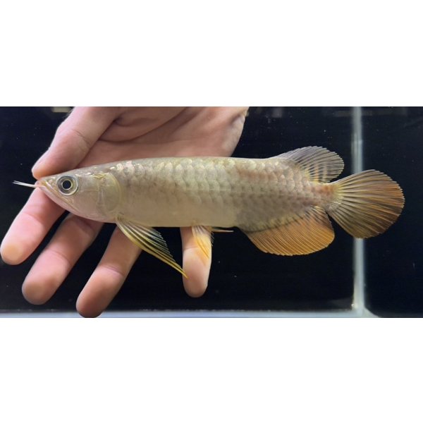 画像1: 紅尾金龍　FOREVER Arowana Aquaculture(12） (1)