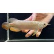 画像2: 紅尾金龍　FOREVER Arowana Aquaculture(15） (2)
