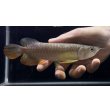 画像2: 紅尾金龍　FOREVER Arowana Aquaculture(6） (2)