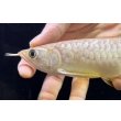 画像3: 紅尾金龍　FOREVER Arowana Aquaculture(8） (3)