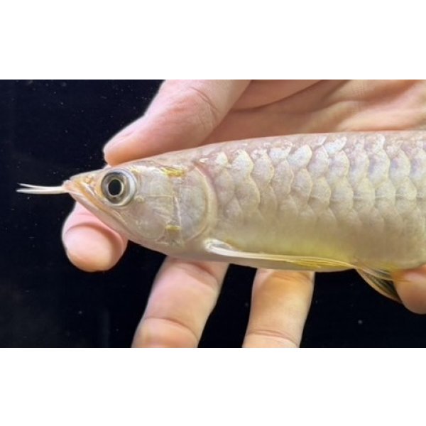 画像3: 紅尾金龍　FOREVER Arowana Aquaculture(8） (3)