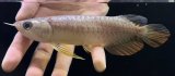 画像: 紅尾金龍　FOREVER Arowana Aquaculture(5）