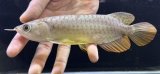 画像: 紅尾金龍　FOREVER Arowana Aquaculture(2）