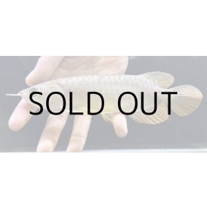 画像: 紅尾金龍　FOREVER Arowana Aquaculture(2）