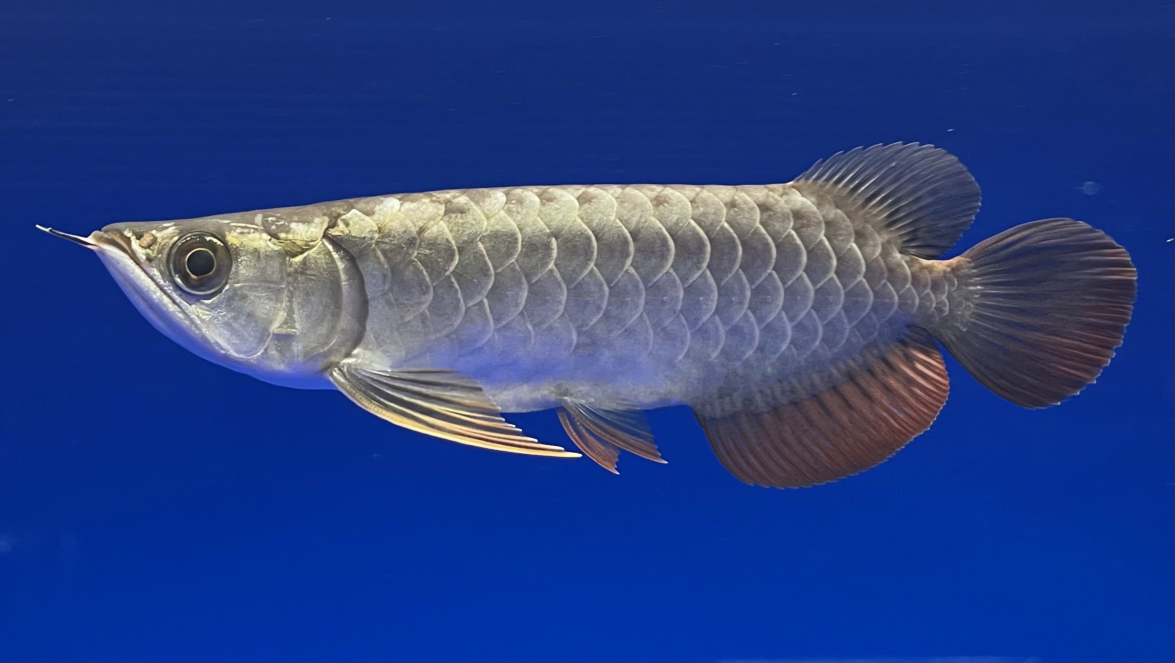 過背金龍ブキメラブルーベース FOREVER ArowanaAquaculture(1